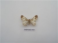 藏品(尺蛾142)的圖片